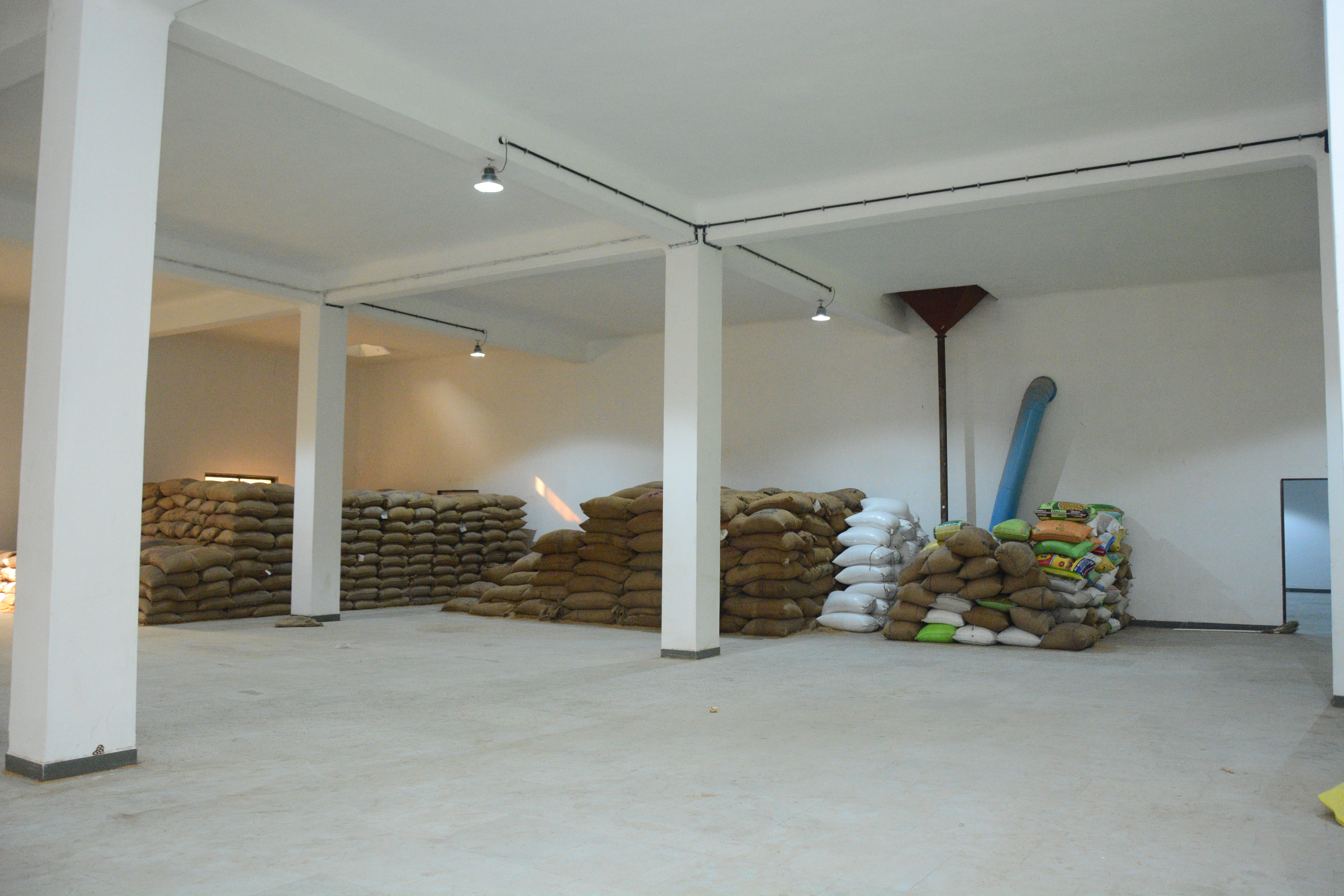 Premium Wheat Raw Material